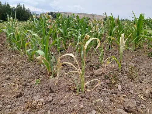 El 38 % de cultivos sembrados en la región Junín resultó afectado por la ausencia de lluvias y caída de heladas y los agricultores piden que se declare en emergencia al sector. Foto: Pedro Tinoco