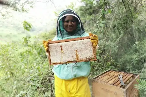 Ysabel Calderón, conocida como la "Guardiana de las abejas", recibió un importante premio internacional "Midori por la Biodiversidad 2024", otorgado por la fundación japonesa AEON a los defensores de la biodiversidad. ANDINA/Difusión