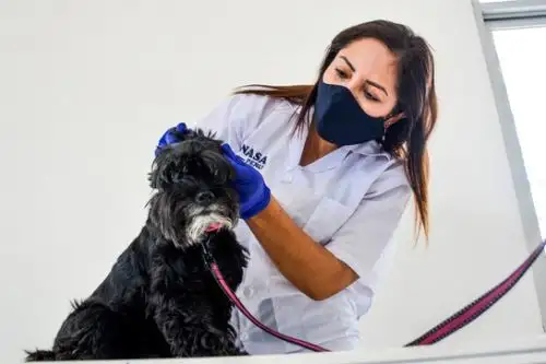 El personal del Senasa hará la inspección clínica a la mascota, con el fin de poder detectar la presencia de algún signo de enfermedad infectocontagiosa o parasitaria. Foto: Senasa