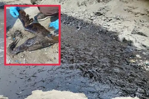 El proceso administrativo sancionador seguido por el Serfor contra la empresa Repsol se circunscribe exclusivamente a lo sucedido con la fauna silvestre marino costera.