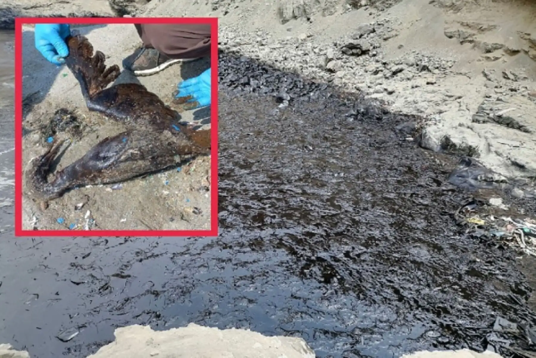 El proceso administrativo sancionador seguido por el Serfor contra la empresa Repsol se circunscribe exclusivamente a lo sucedido con la fauna silvestre marino costera.