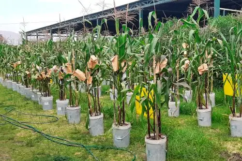 La metabolómica es una disciplina relativamente nueva y se dedica al estudio de metabolitos en organismos animales o vegetales.