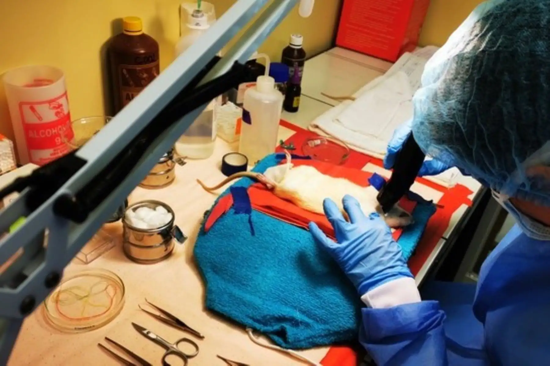 La investigación que recibió financiamiento del Concytec, a través de ProCiencia, permitirá continuar el estudio de la planta oriunda del Perú frente a accidentes cerebrovasculares isquémicos.