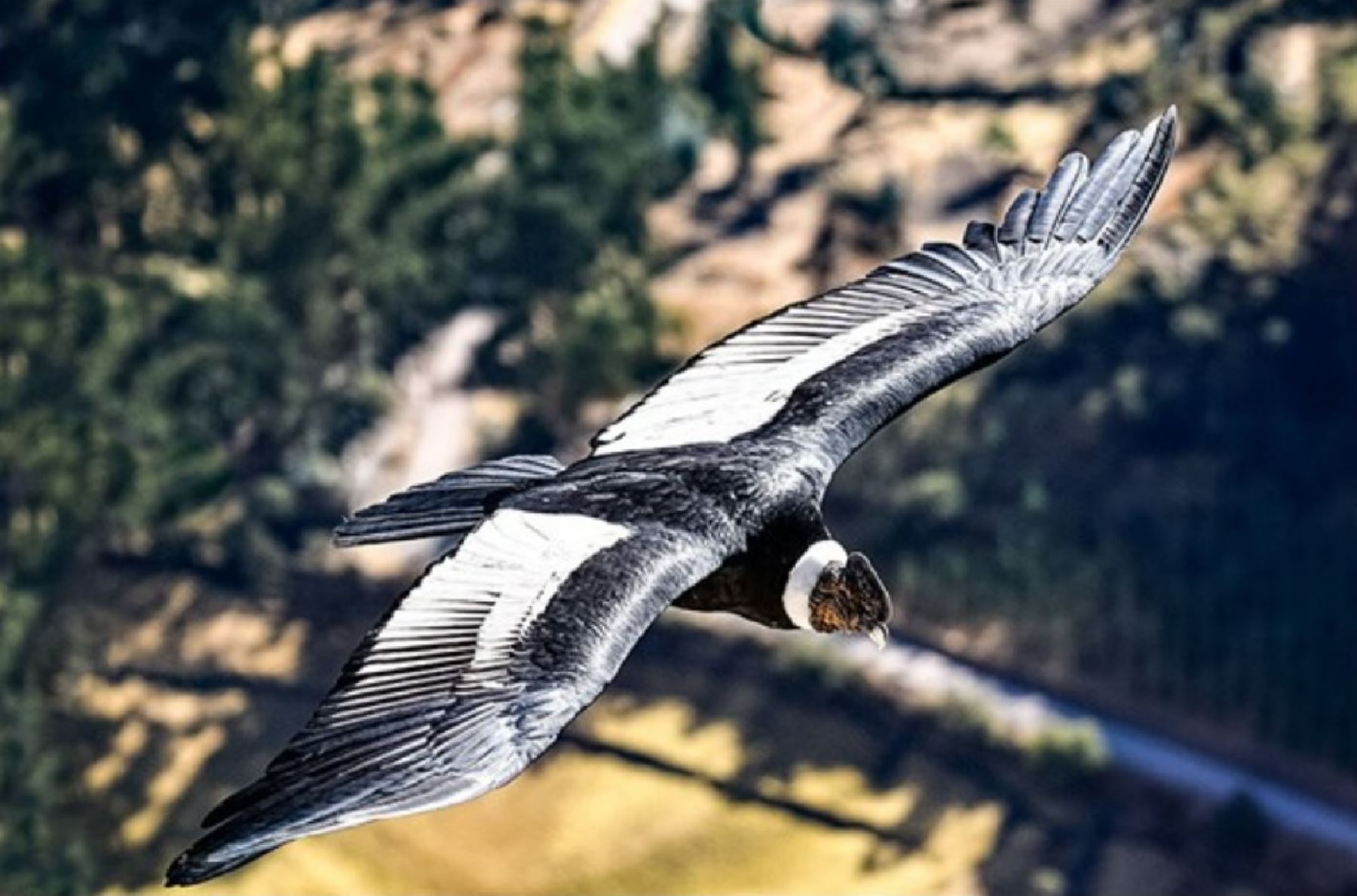 El impresionante vuelo del cóndor andino, un ave considerado emblemático por la cultura andina.