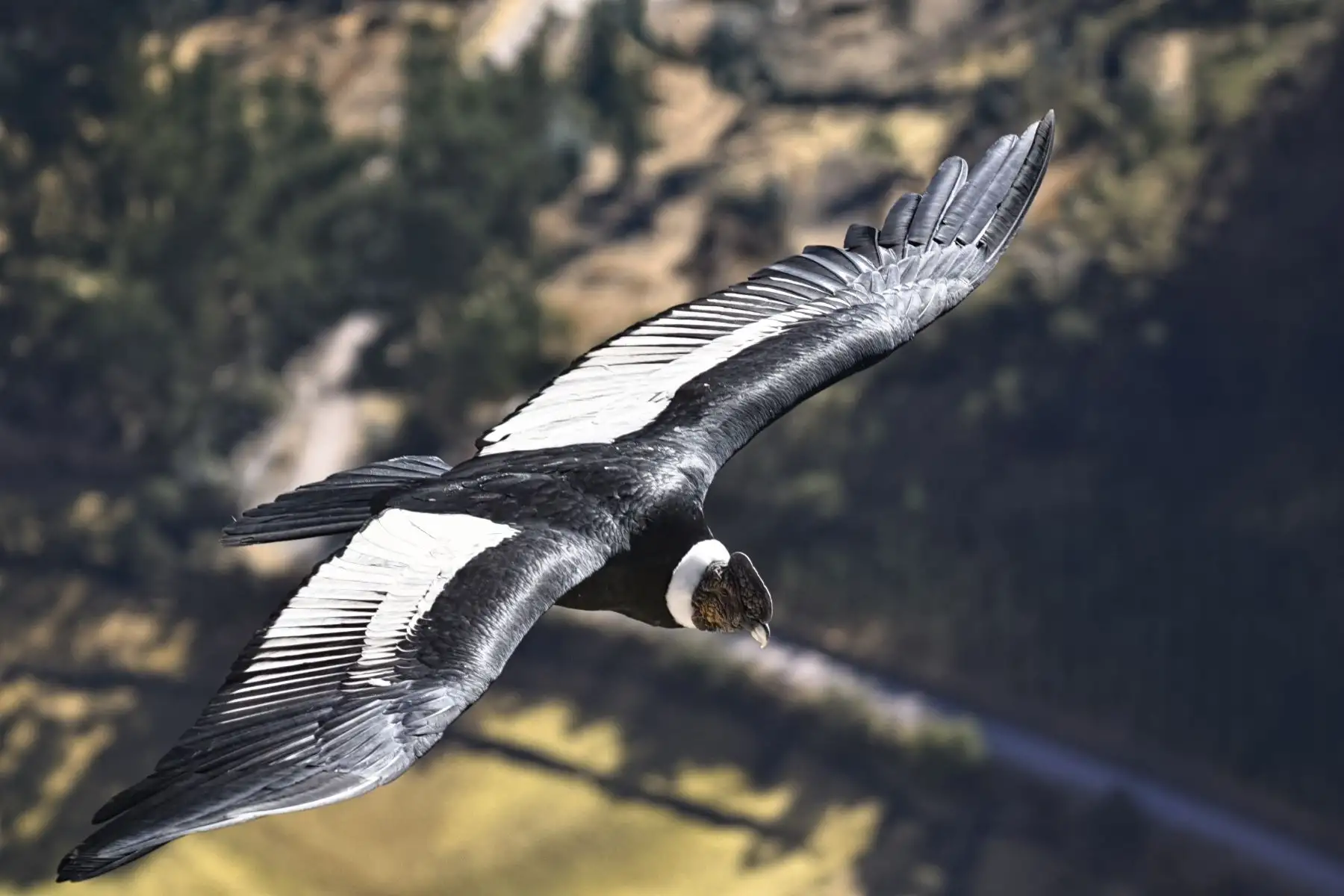La grandeza del Vultur gryphus o cóndor andino ha inspirado poemas, cantos y personajes en la literatura y el cómic. Presente en la iconografía de las culturas andinas, en el vuelo del pensamiento mágico-religioso y en la ficción (donde inclusive se le ha elevado hasta tocar el sol y dormir entre las estrellas).
Foto:ANDINA/Serfor