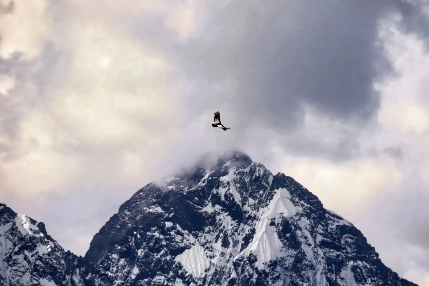 La muestra fotográfica “De la costa a los Andes peruanos”, organizada en la ciudad del Cusco por el Servicio Nacional Forestal y de Fauna Silvestre (Serfor) del Ministerio de Desarrollo Agrario y Riego, permite apreciar al ave emblemática en los distintos ecosistemas donde vive.
Foto:ANDINA/Serfor