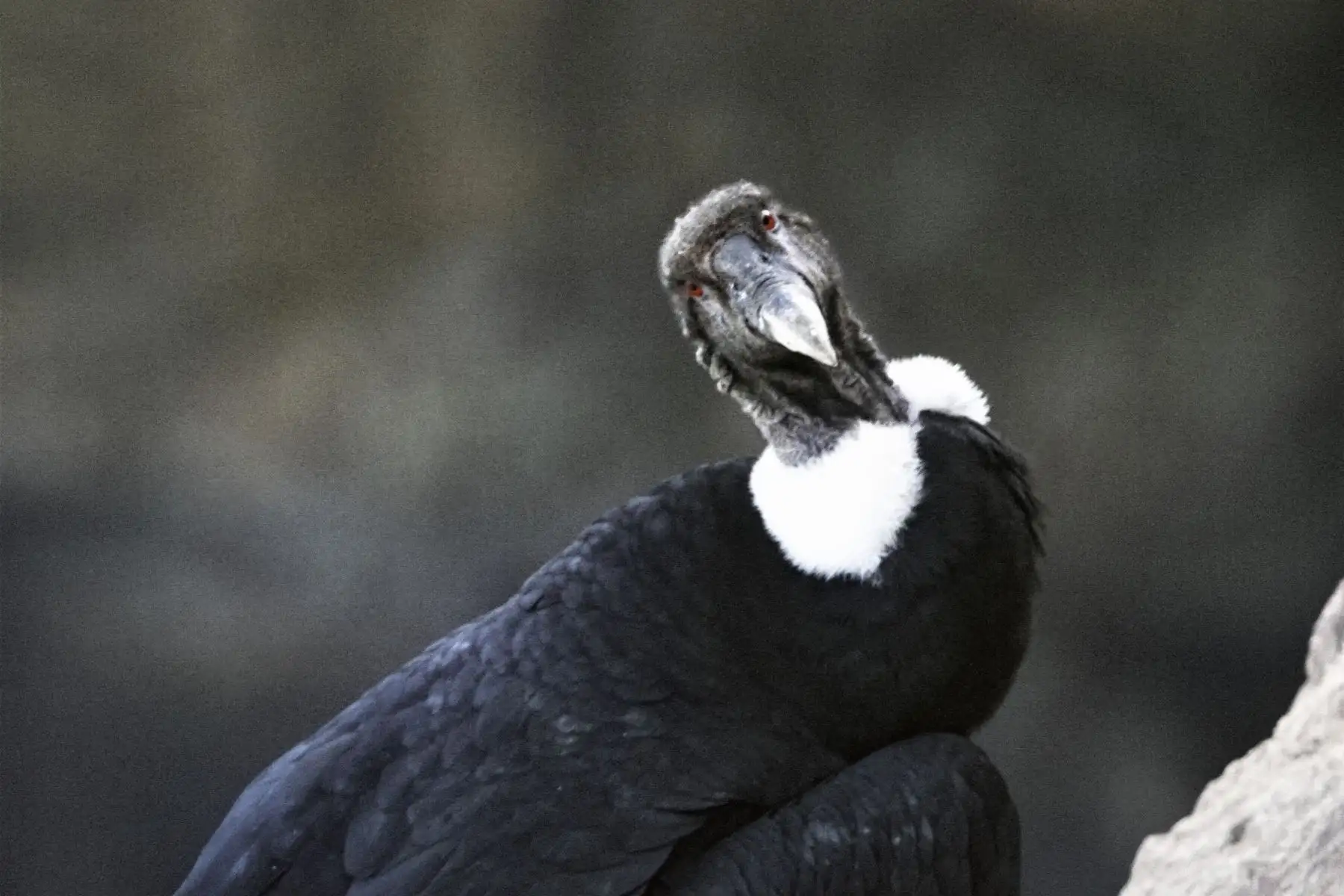 A la vez, en nuestro país el cóndor andino ha sido categorizado como una especie en peligro de extinción. A escala internacional, el Vultur gryphus está protegido por la Convención sobre el Comercio Internacional de Especies Amenazadas de Fauna y Flora Silvestre (Cites) y por la Convención para la Conservación de Especies Migratorias (CMS), de las cuales Perú forma parte.
Foto:ANDINA/Serfor
