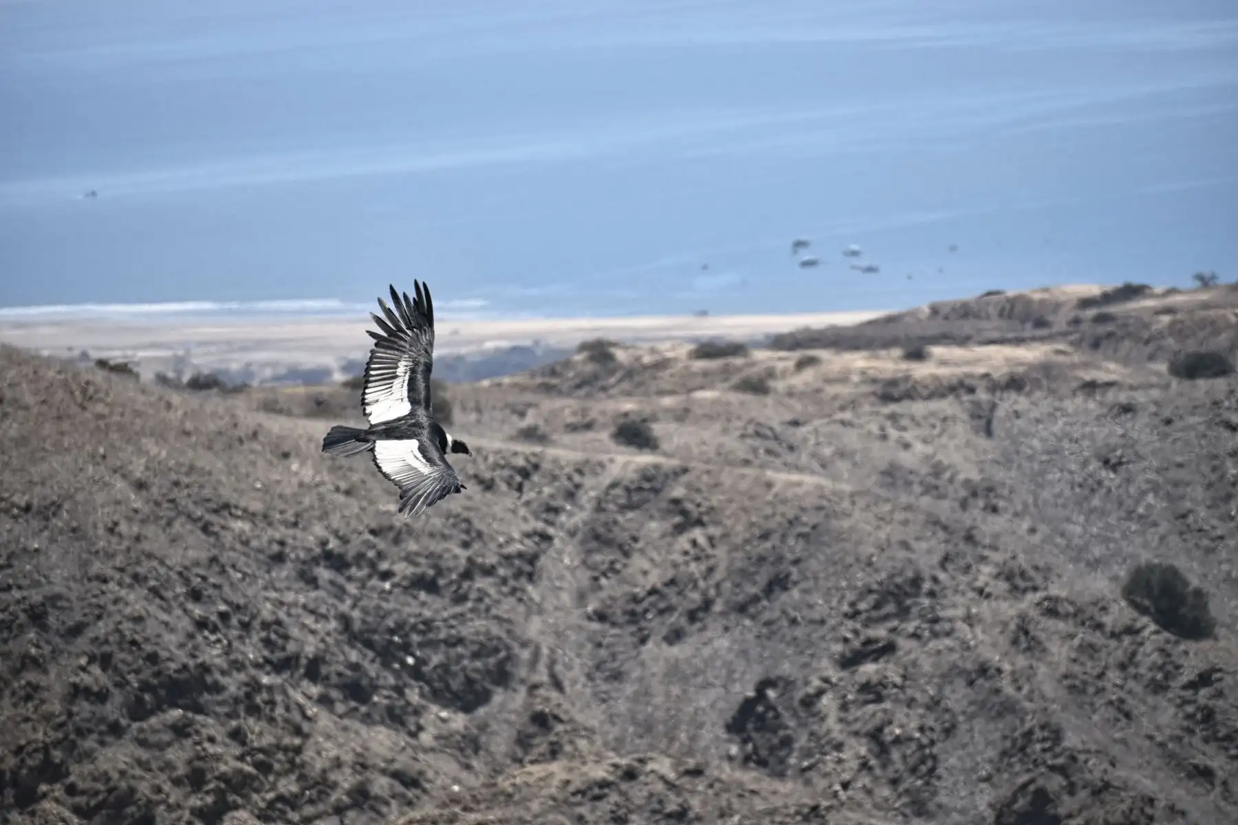 Los cóndores cumplen un rol vital debido a que se alimentan de animales muertos, manteniendo limpios los paisajes silvestres. Los cóndores son grandes indicadores de la salud ecológica en los paisajes abiertos que habitan. Además, su presencia impulsa actividades productivas, como el ecoturismo, y contribuye con la economía y el desarrollo de las comunidades locales.
Foto:ANDINA/Serfor