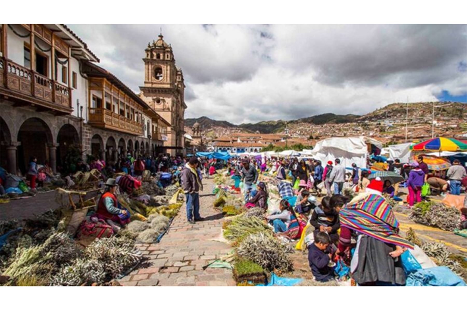 Comercio de flora silvestre en Cusco