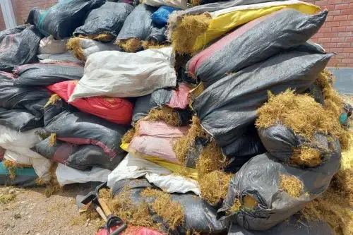 En el departamento de Junín existen unas 10 comunidades campesinas que hacen un manejo sostenible del musgo. Foto: Serfor