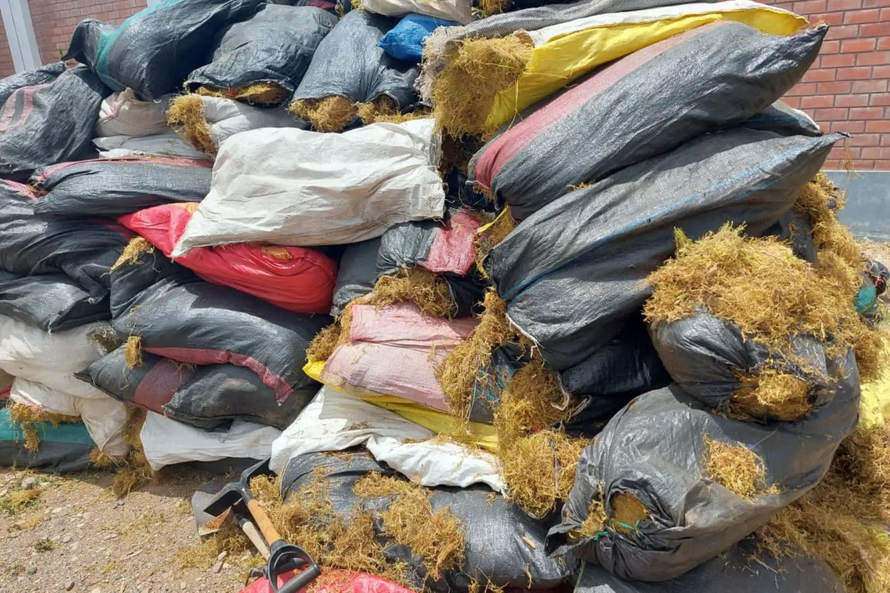En el departamento de Junín existen unas 10 comunidades campesinas que hacen un manejo sostenible del musgo. Foto: Serfor