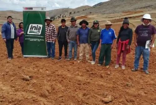 El Instituto Nacional de Innovación Agraria (INIA) del Ministerio de Desarrollo Agrario y Riego (Midagri), instaló una parcela demostrativa de cultivo de quinua, variedad INIA 438 Acollina, en la zona campesina del sector Pucamachay, en la provincia de Concepción, región Junín.