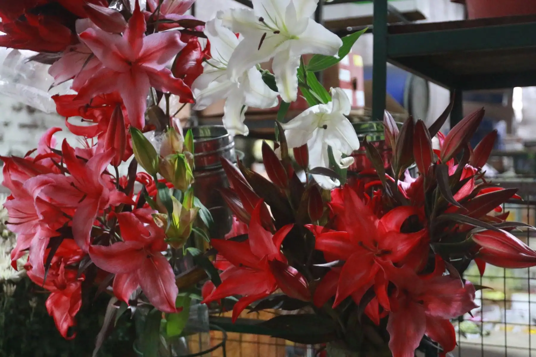 Comercializacion de flores para la fiesta de fin de año.Foto: ANDINA/Héctor Vinces
