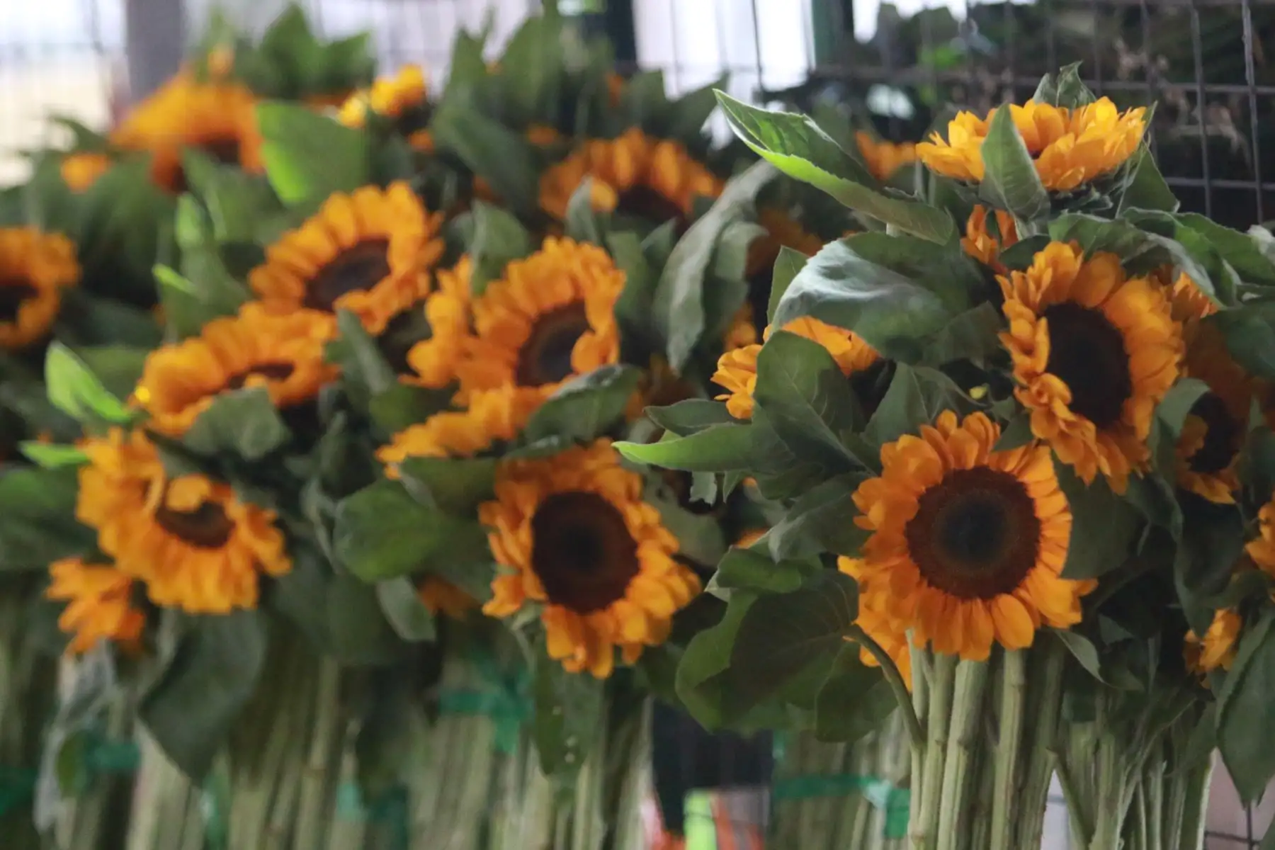 Comercializacion de flores para la fiesta de fin de año.Foto: ANDINA/Héctor Vinces