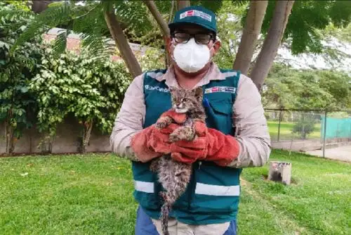 Serfor detalló que 271 especímenes fueron liberados, mientras que otras 61 especies, entregadas en custodia temporal a los zoológicos autorizados.