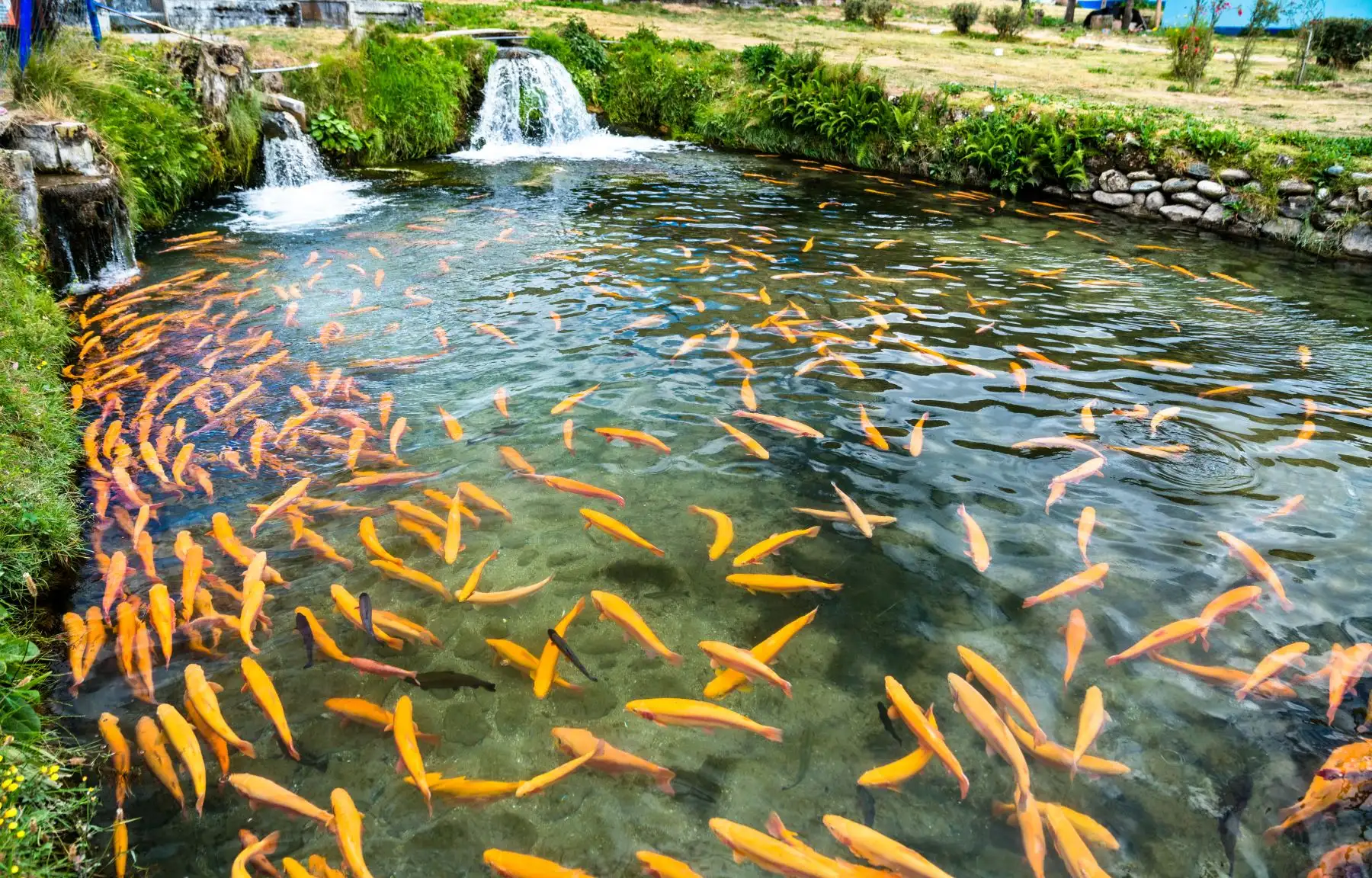 Este lugar, conocido como Valle Azul, ofrece un sabroso menú a base de truchas que podrás pescar y degustar en hermosos recreos campestres.
Foto: ANDINA/Difusión