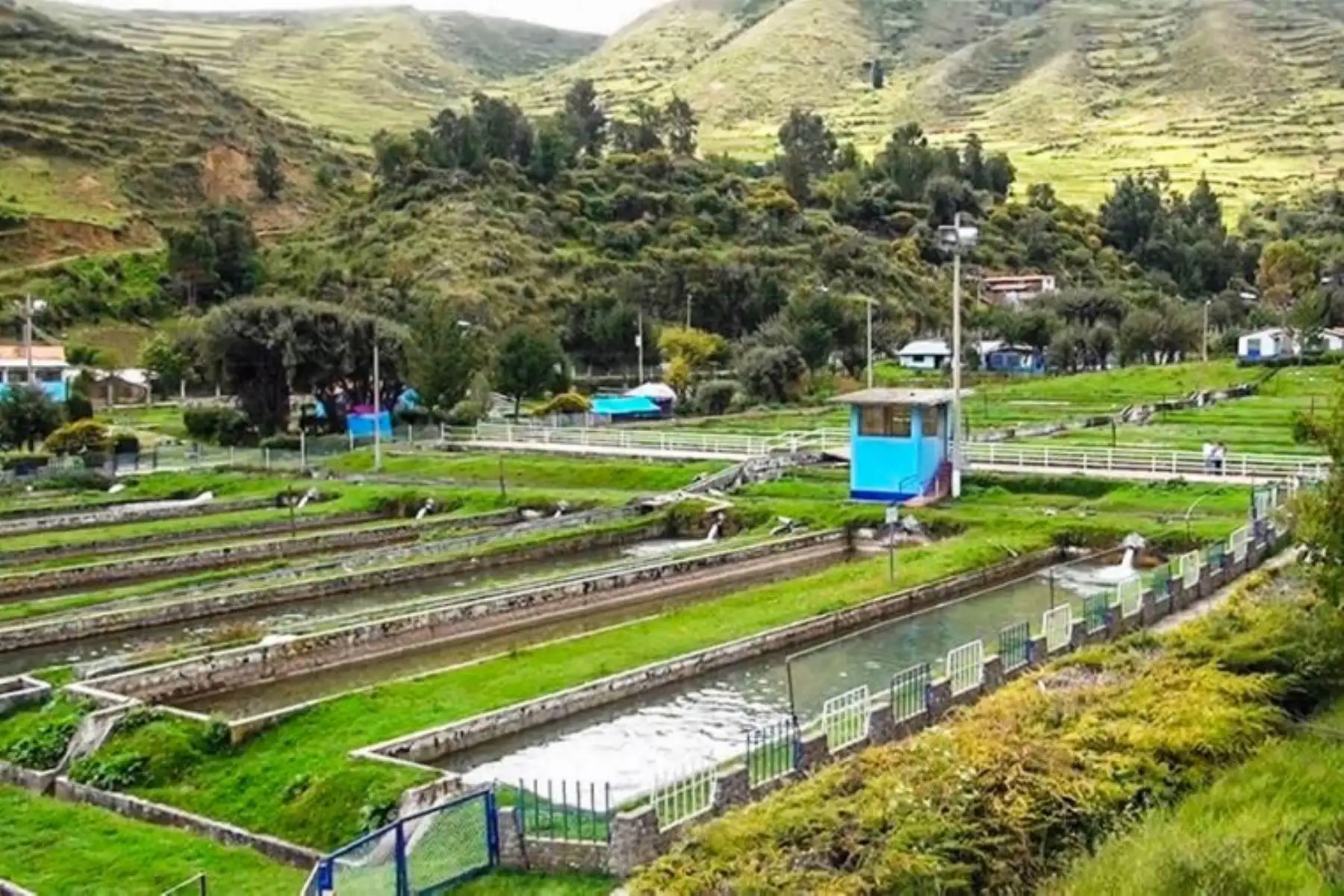 El distrito de El Ingenio, ubicado en la provincia de Huancayo, región Junín, es conocido por albergar el criadero de truchas más extenso del país, así como a numerosos restaurantes especializados, en los cuales se elaboran verdaderas joyas gastronómicas típicas de la zona que conquistan los paladares de turistas nacionales y extranjeros.
Foto: ANDINA/Difusión