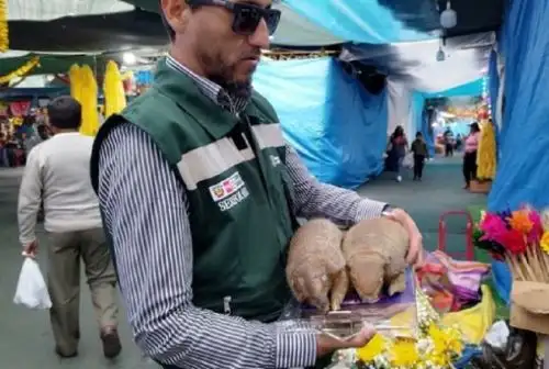 El uso de quirquinchos o armadillos en rituales de “limpia” y “buena suerte” es un acto de crueldad animal, ya que este es constantemente manipulado, estresándolo y haciéndolo más vulnerable de padecer enfermedades que, incluso, pueden ser transmitidas a los humanos, advirtió el Serfor.