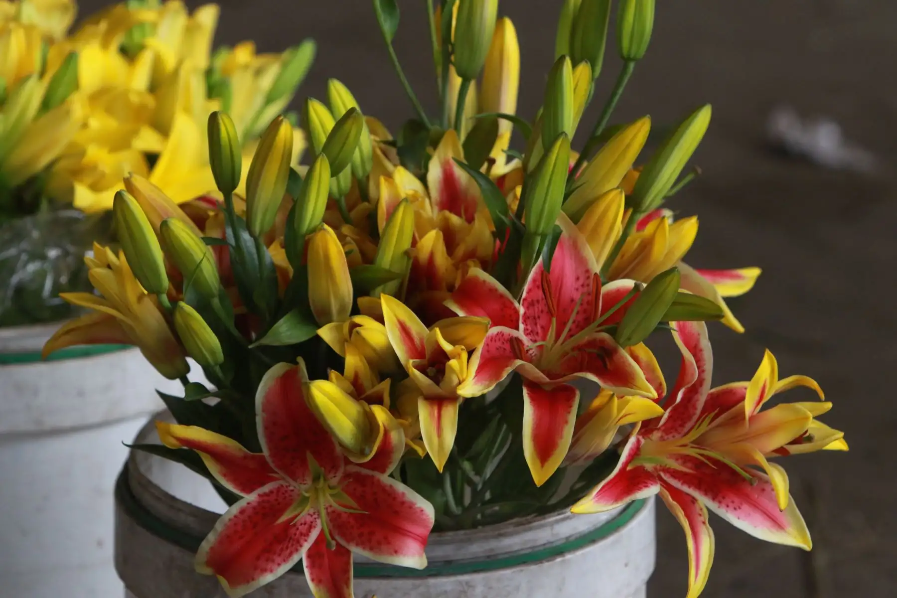 A escasas horas de recibir el año nuevo 2023 muchas personas acuden al mercado de flores Santa Rosa en el Rimac para comprar los arreglos florales de dicho color para atraer la suerte del nuevo año. Los ramos de flores amarillas se pueden encontrar de todo precio mientras que los girasoles se venden desde 6 soles  hasta 14 soles el ramo, hay para todos los gustos. Foto: ANDINA/Héctor Vinces