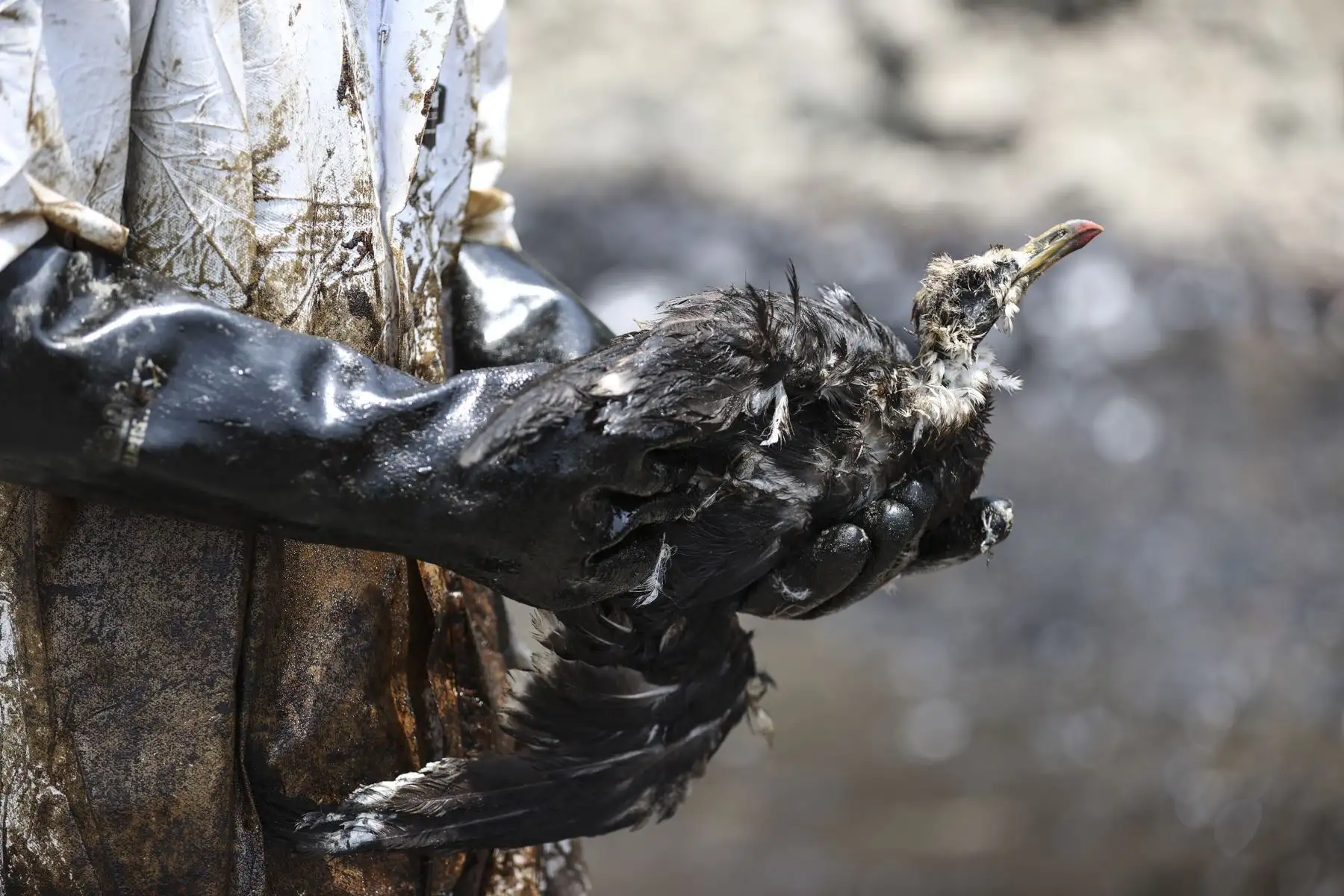 n trabajador rescata un ave afectada por el derrame de petróleo. Centenares de aves marinas, como la de esta imagen, han muerto o quedado afectadas por este desastre en el mar de Ventanilla. Personal del Servicio Nacional Forestal y de Fauna Silvestre (Serfor) se desplazó desde el fin de semana hacia la zona afectada por el crudo para rescatar y ayudar a las aves sobrevivientes. Foto: ANDINA/Jhonel Rodríguez Robles