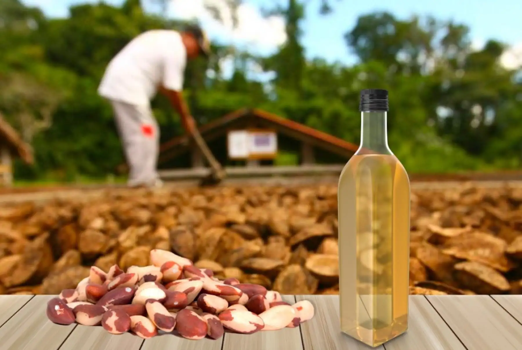 Con la finalidad de poner en valor los productos de nuestra biodiversidad, el Instituto Nacional de Calidad (Inacal), organismo adscrito al Ministerio de la Producción, aprobó una nueva norma técnica peruana sobre los requisitos de calidad e inocuidad que debe cumplir el aceite de castaña amazónica extraído de este producto, la cual ha sido pelada y deshidratada previamente.