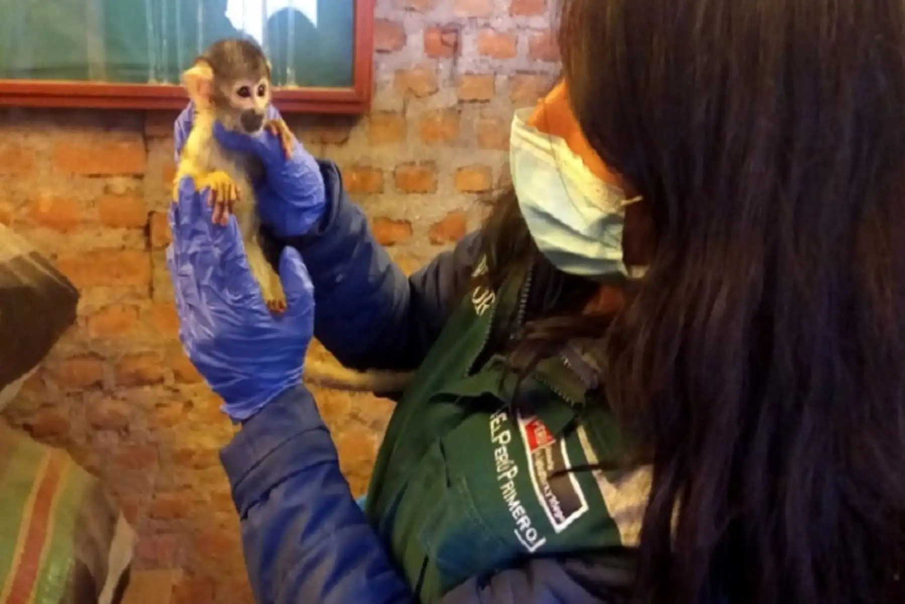 La caza, captura, tenencia, transporte y comercio ilegal de animales silvestres está prohibido, constituye una infracción grave y es un delito.
