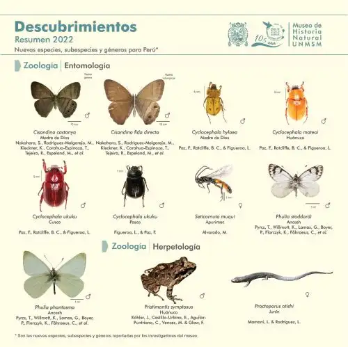En cuanto a la flora, se han descubierto dieciocho especies nuevas de plantas reportadas por investigadores de las divisiones Botánica y de Ecología del museo.
