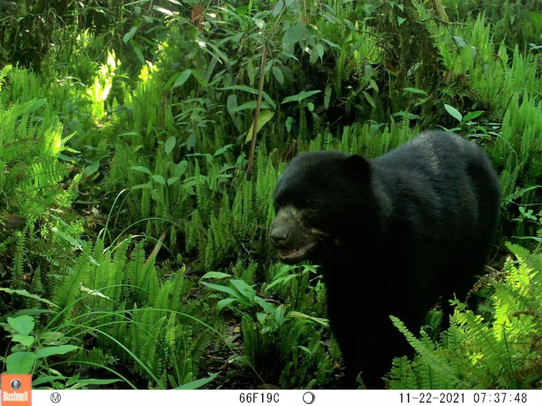 Cámaras trampa captan a ejemplares de oso de anteojos y paujil en el interior de la Reserva Comunal El Sira, área natural protegida ubicada entre las regiones Huánuco, Pasco y Ucayali. ANDINA/Difusión