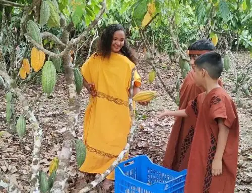 Un primer cargamento de 25 toneladas de cacao fino de aroma y sabor exportó la cooperativa intercultural Cheni del distrito de Río Negro, provincia de Satipo, a Italia. Ahora su meta es exportar este año 75 toneladas. Foto: Jacob Reyes