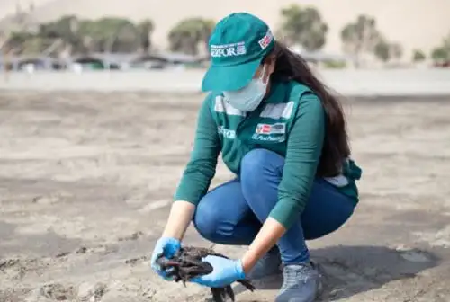 Al cumplirse un año del derrame de hidrocarburos en el mar de Ventanilla, el Servicio Nacional Forestal y de Fauna Silvestre (Serfor) informó que mantiene su presencia en el litoral afectado mediante labores de patrullaje, vigilancia, rehabilitación y liberación de la fauna silvestre marino costera, en el marco de su competencia.