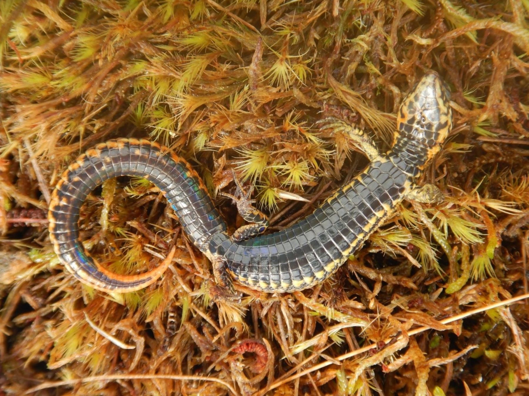 Científicos peruanos descubrieron una nueva especie de lagartija en el Parque Nacional Otishi, en la selva de Cusco. ANDINA/Difusión