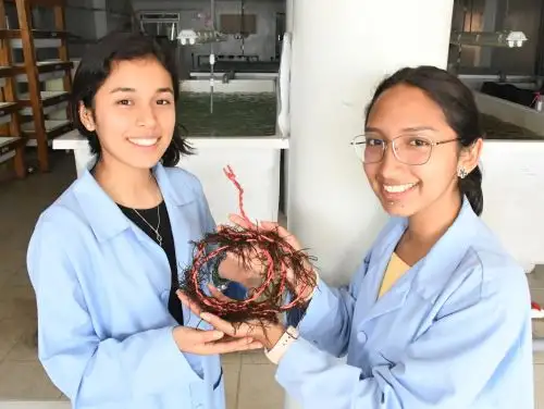 La Universidad Científica del Sur recibió su primera patente por parte del Instituto Nacional de Defensa de la Competencia y de la Protección de la Propiedad Intelectual (Indecopi) por la invención del Sistema de Encordado de Algas.