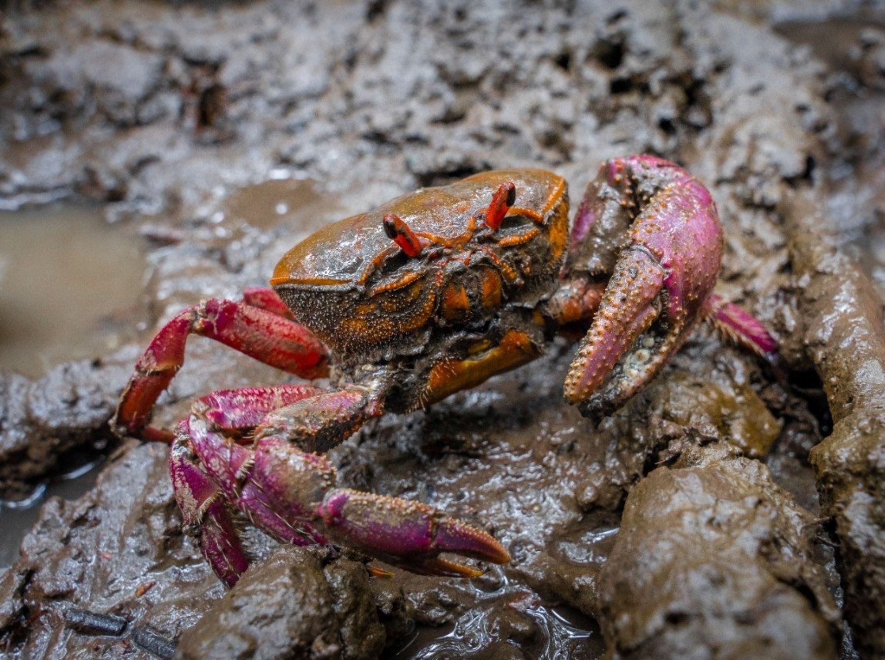 Hasta el 28 de febrero estará vigente en Tumbes la veda del cangrejo rojo del manglar. La medida busca proteger la conservación de esta especie emblemática de esta región. Foto: Milagros Rodríguez