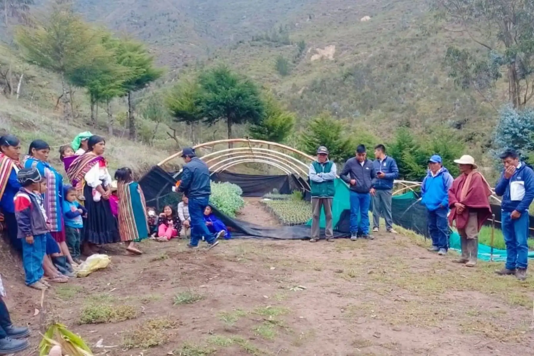 Inicio de la campaña forestal en Cañaris, a cargo de la comunidad y Agro Rural. Foto: Agro Rural/Difusión