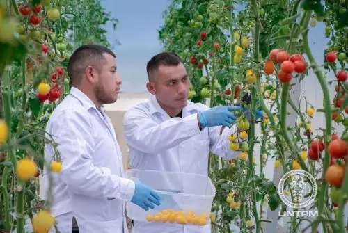 Científicos del Instituto de Investigación para el Desarrollo Sustentable de Ceja de Selva (INDES-CES) de la Universidad Nacional Toribio Rodríguez de Mendoza (UNTRM) identificaron especies silvestres de tomate en la región Amazonas que son resistentes al déficit hídrico agudizado por el cambio climático, así como a plagas y metales pesados, lo que permite mejorar la producción y la calidad de esta hortaliza clave en la alimentación diaria.