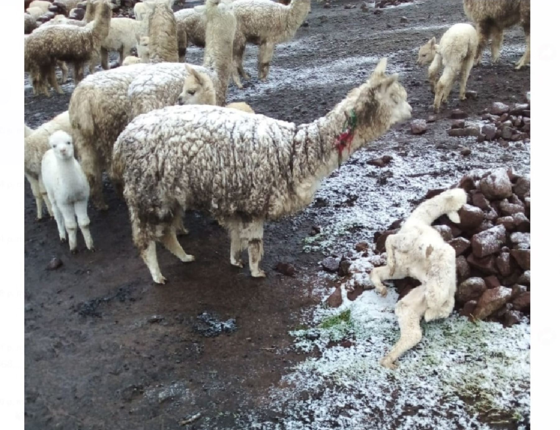 Más de 5,000 crías de alpaca murieron a causa de las heladas que se registran en las zonas altas de la región Arequipa. La temperatura desciende hasta 20 grados bajo cero.