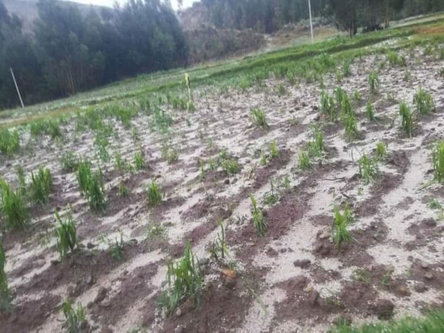 Una fuerte granizada afectó a 13 viviendas y causó daños en hectáreas de cultivo en la provincia de Recuay, región Áncash. ANDINA/Difusión