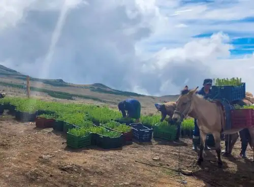 La Gerencia Regional de Agricultura de La Libertad anunció que sembrará con pino más de 1,100 hectáreas de terreno de la cuenca del río Moche. Foto: ANDINA/difusión.
