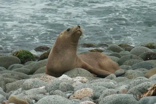 lobo de mar en la playa