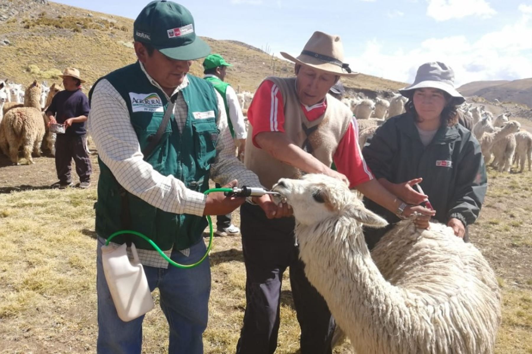 El Programa de Desarrollo Productivo Agrario Rural (Agro Rural), a través de la Unidad Zonal Arequipa, mantiene un apoyo constante a las comunidades andinas de la región que están consideradas en el Plan Multisectorial ante Heladas y Friajes 2022-2024.