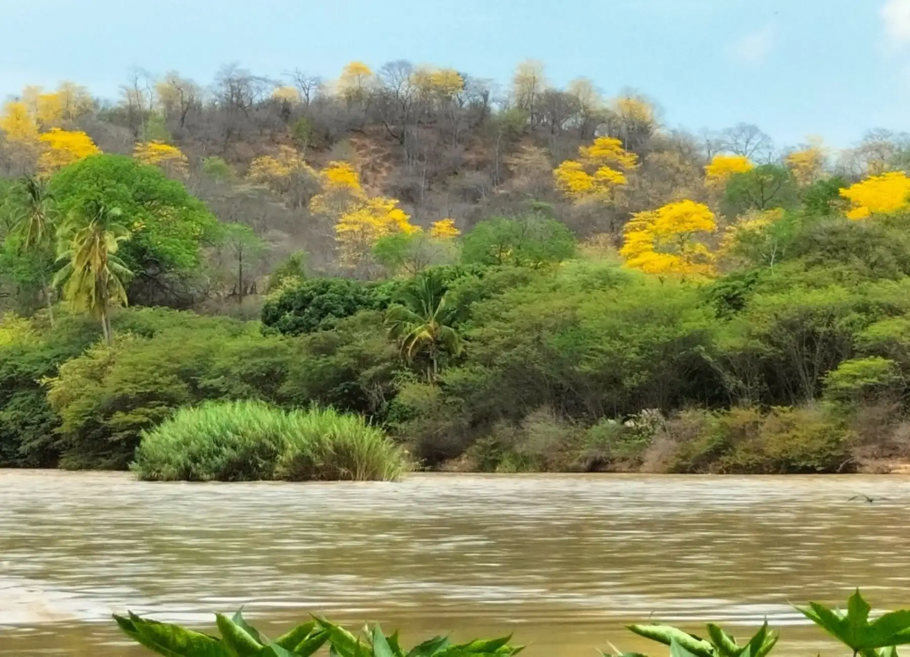 El Parque Nacional Cerros de Amotape, ubicado en Tumbes, posee una gran riqueza biológica y destaca su población de aves. Esta área natural protegida es ideal para el turismo de aventura. Foto: Milagros Rodríguez