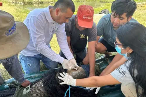 El "arapaima gigas" (paiche) es una especie amazónica con alto potencial en mercados sofisticados de Europa y Estados Unidos.