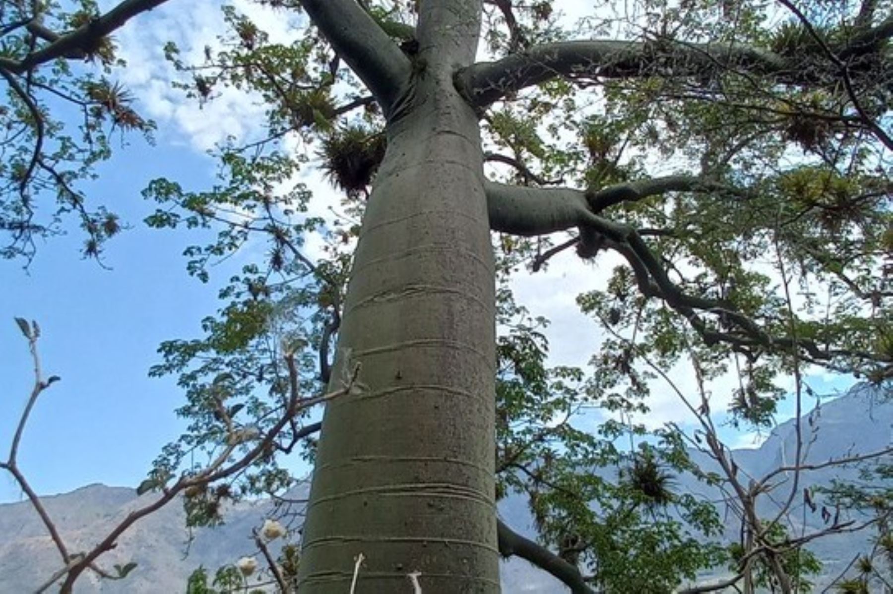 Cajamarca: reconocen como árbol patrimonial a la especie forestal del ceibo  o tunsho | Noticias | Agencia Peruana de Noticias Andina