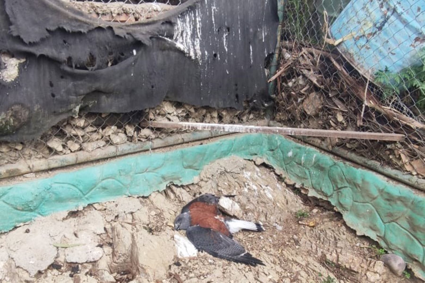 Autoridades hicieron inspección en el zoológico municipal de Huancayo y confirmaron muerte de animales.