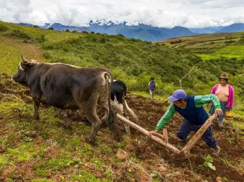 Unidad Ejecutora del Midagri firmó planes de trabajo con 10 gobiernos regionales para impulsar la titulación de predios rurales en sus jurisdicciones.