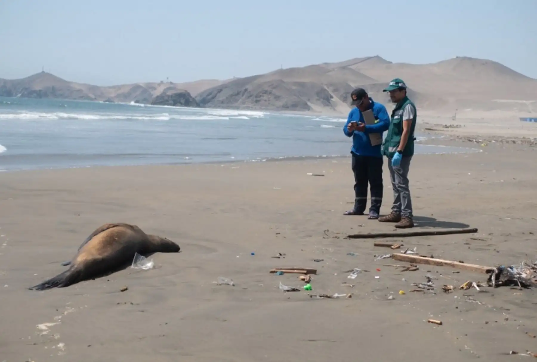Senasa confirmó que tres lobos marinos hallados muertos en playas de Lima dieron positivo a la influenza aviar. ANDINA/Difusión