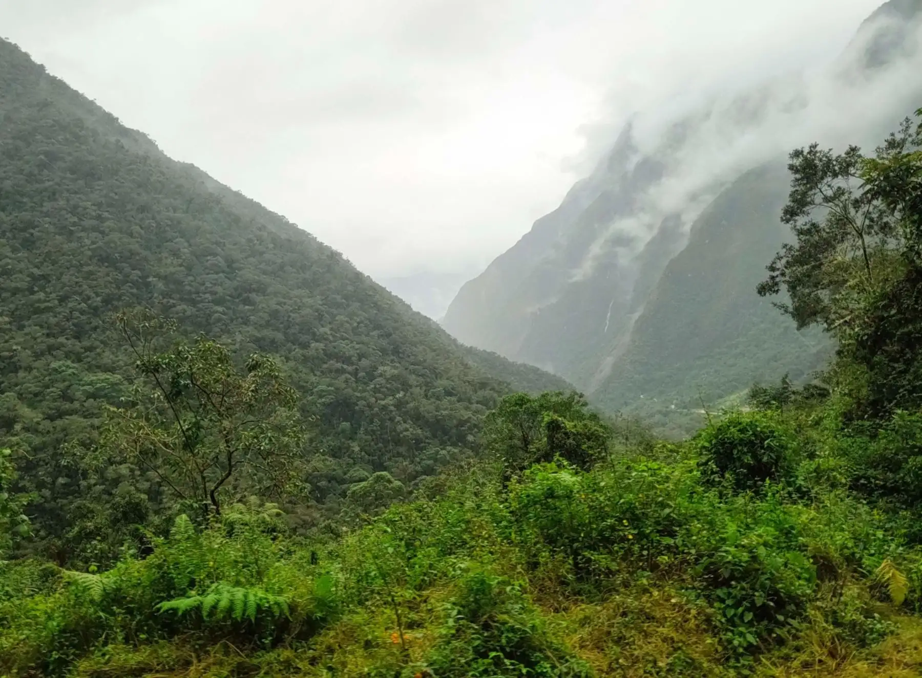 Las reservas de biósfera Avireri Vraem y Bosque de Neblina Pui Pui, ubicadas en la provincia de Satipo, región Junín, serán promocionadas como importantes destinos turísticos. ANDINA/Difusión