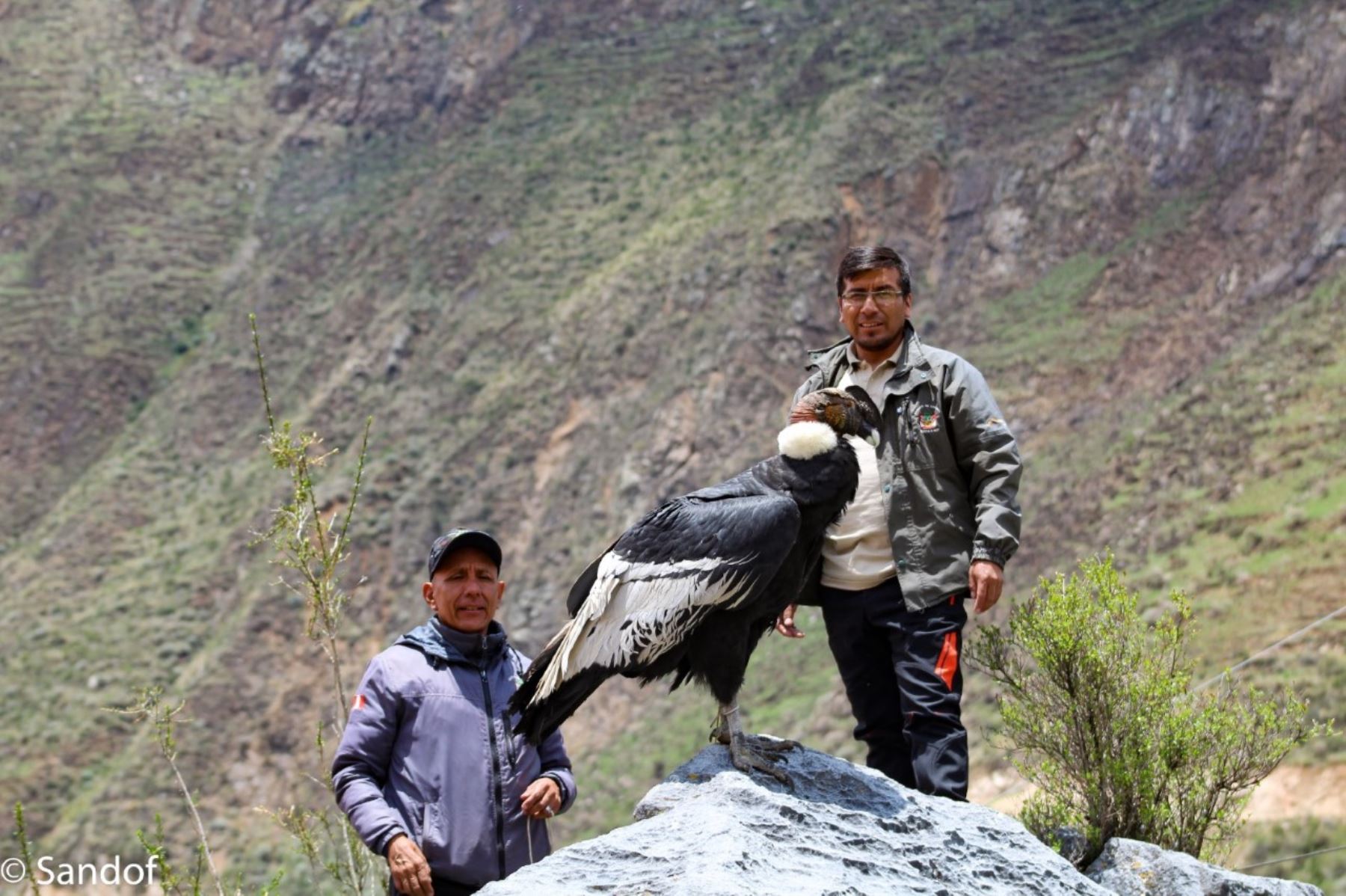 La reserva paisajística Nor Yauyos Cochas es un corredor biológico importante para el cóndor, una especie en peligro de extinción en el mundo. Foto: Sernanp