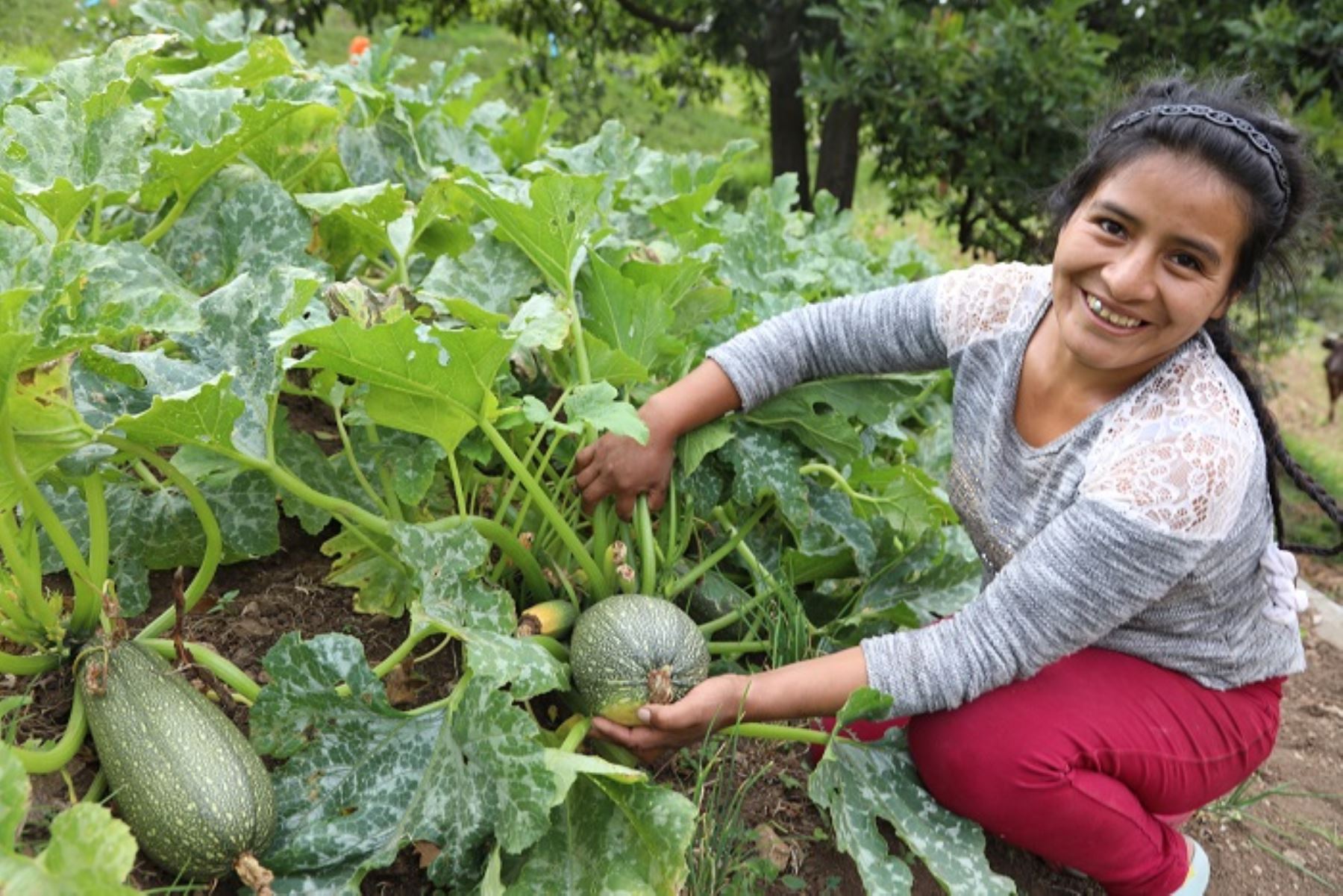 Las familias de las comunidades rurales usuarias de Haku Wiñay/Noa Jayatai experimentan un cambio sostenido en seguridad alimentaria y en sus ingresos económicos.