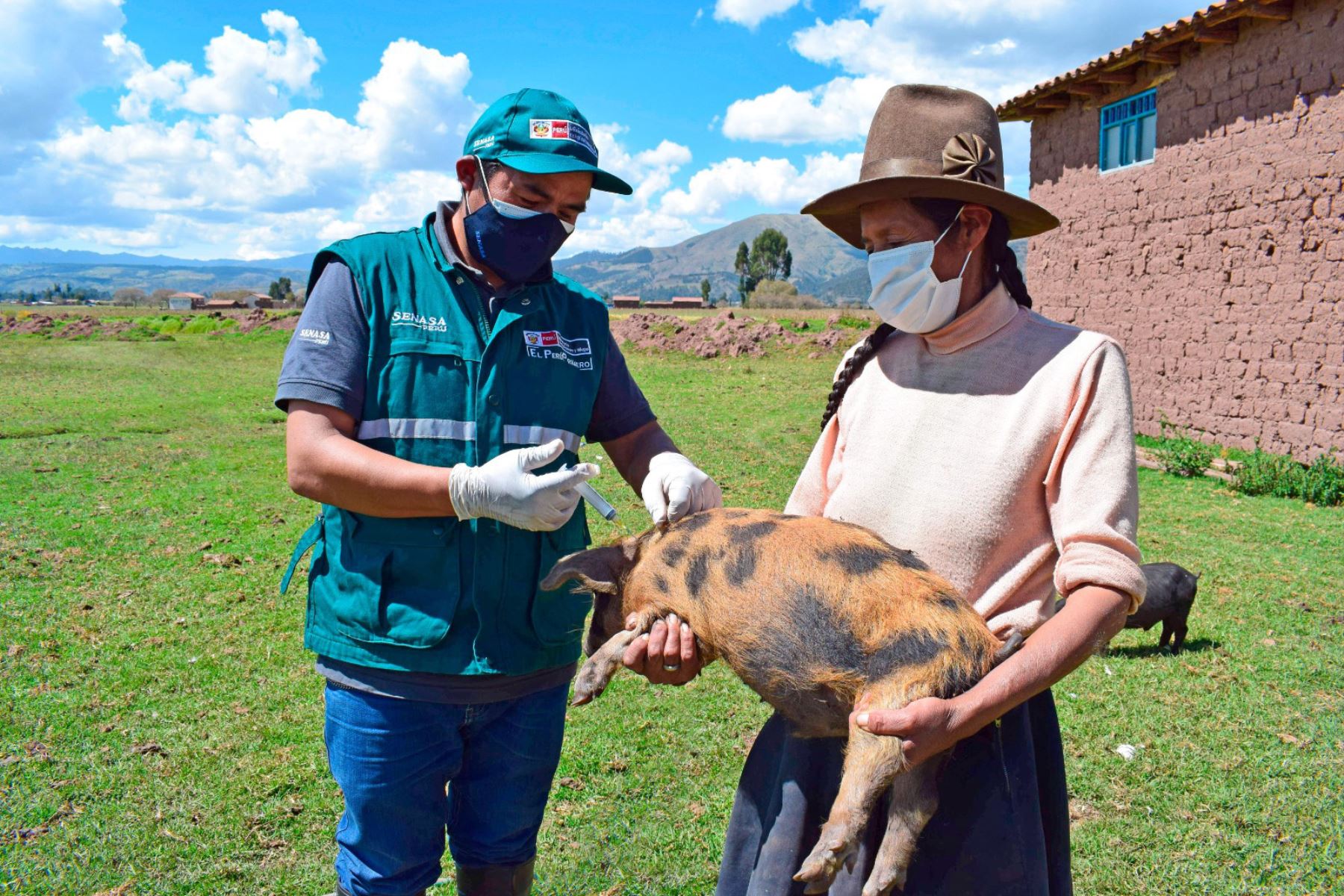 Senasa vacunará a más de 2 millones de cerdos en 15 regiones del país.